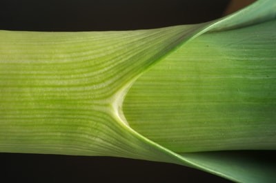 The green stem
